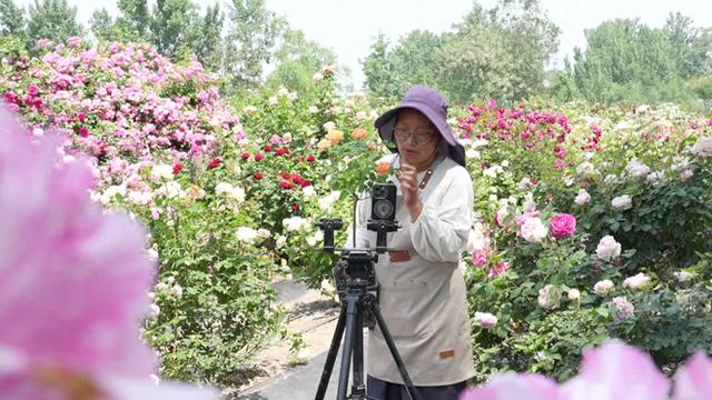 乡间绽放“月季庄园” - 图1