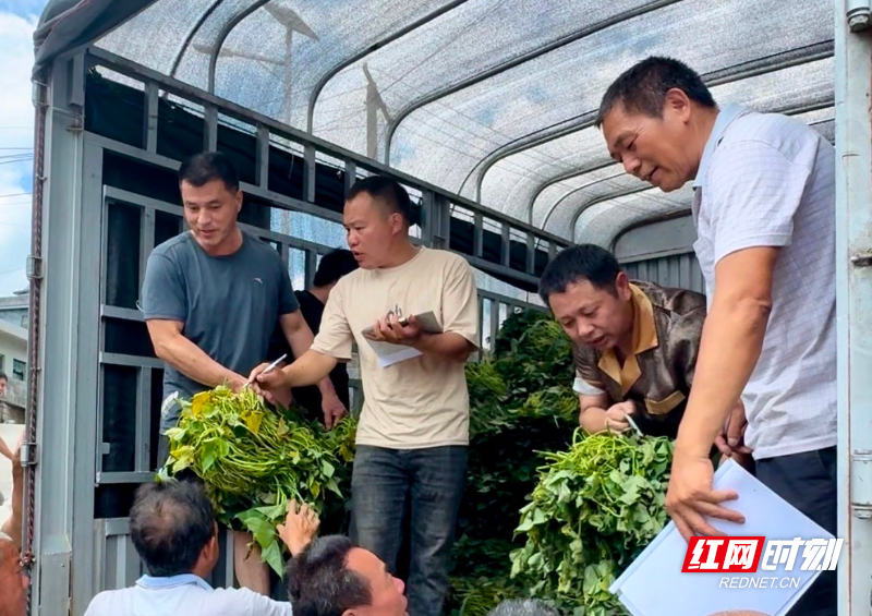 十万株优质红薯苗免费发放——桂阳县莲塘镇宜福村以实干助农 - 图1