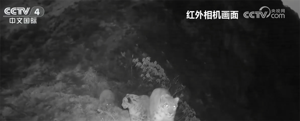 珍稀野生动物频频“亮相” 各地保护区生态向好、生物多样性保护成效显著 - 图2