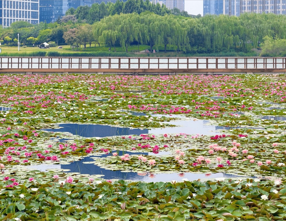 赏花地图！郑州东区“初夏限定朋友圈”来了 - 图2