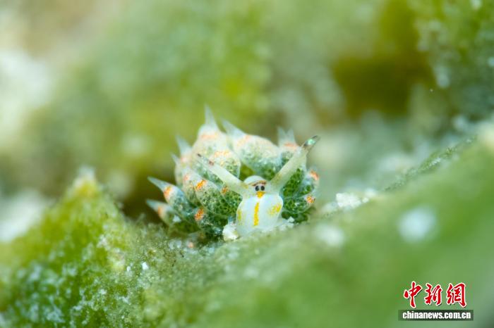 三亚蜈支洲岛海域发现罕见叶羊海蛞蝓 - 图1