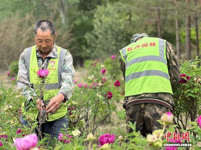 兰州新区：两千亩寒旱牡丹迎采摘 - 图4