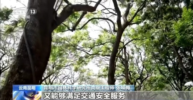 蓝花楹开、行道树挂果、推窗见绿 云南城市绿化氛围感拉满 - 图5