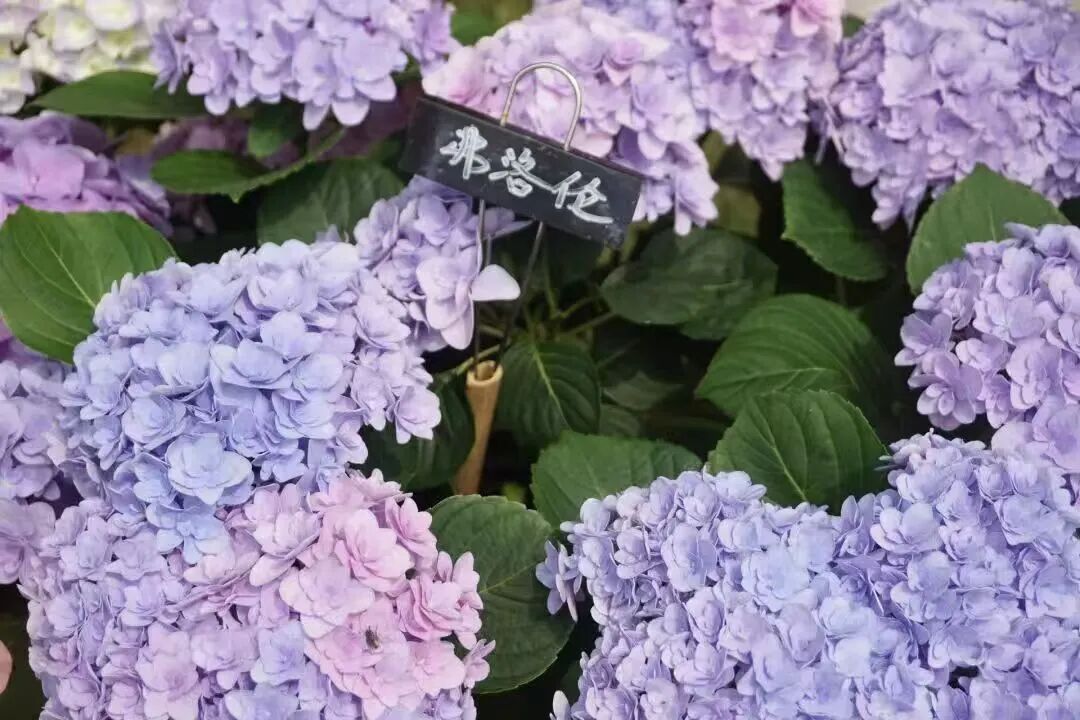 免费参观！花中“彩虹女神”已盛开，5000平绝美花海等你打卡 - 图12