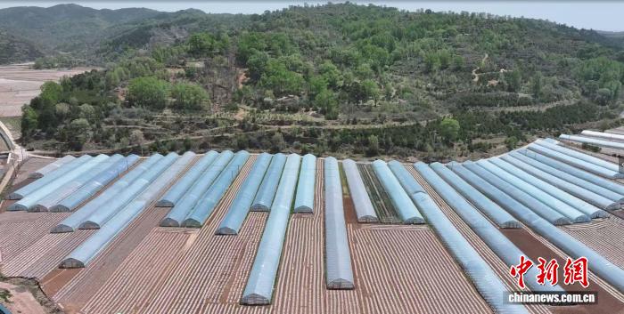 （乡村行·看振兴）从靠天种地到科技兴农 山西和顺乡村实现产业蝶变 - 图1