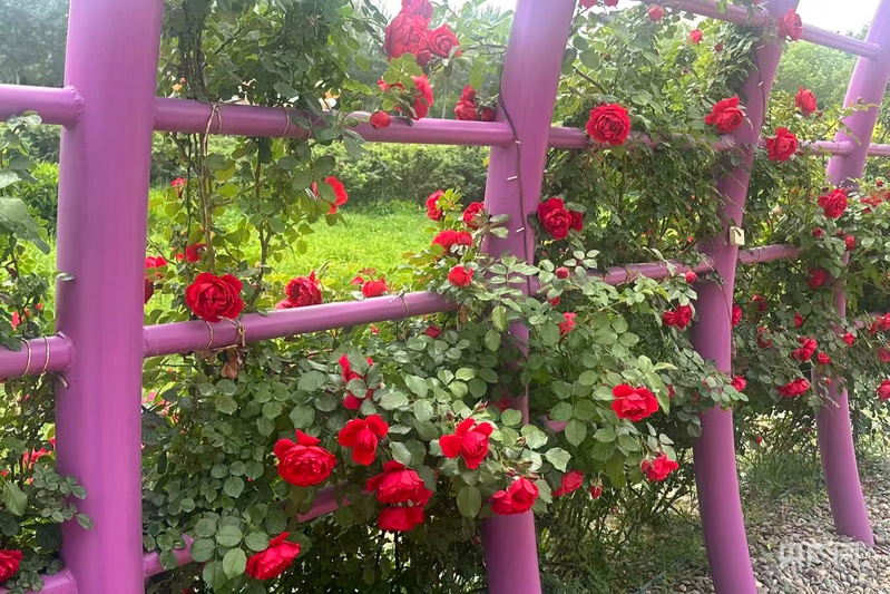 初夏花信至 芳菲满庭芳 - 图1