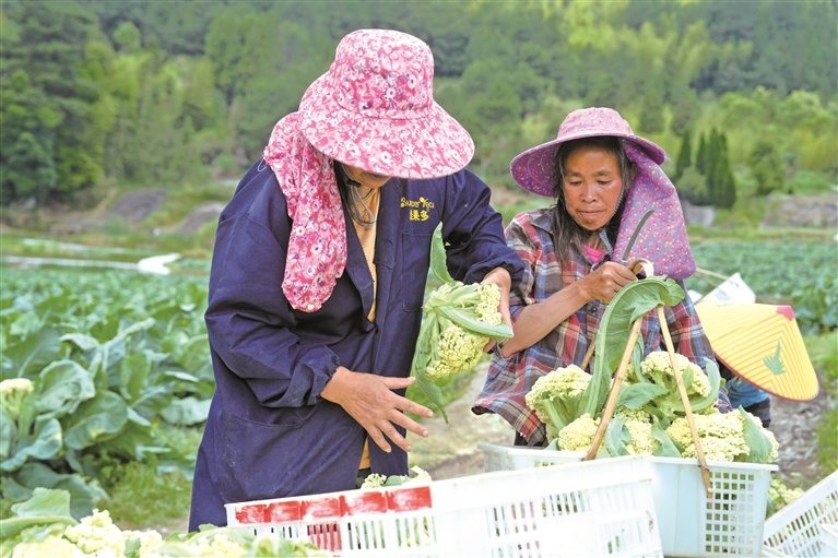 周宁：高山花菜喜获丰收 - 图1