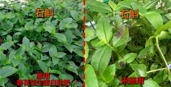一肥六效，鲁花花生肽肥的化肥替代之路 - 图2