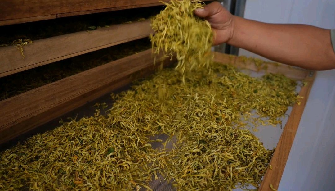 老经验变新法子 金银花花香富农家 - 图3