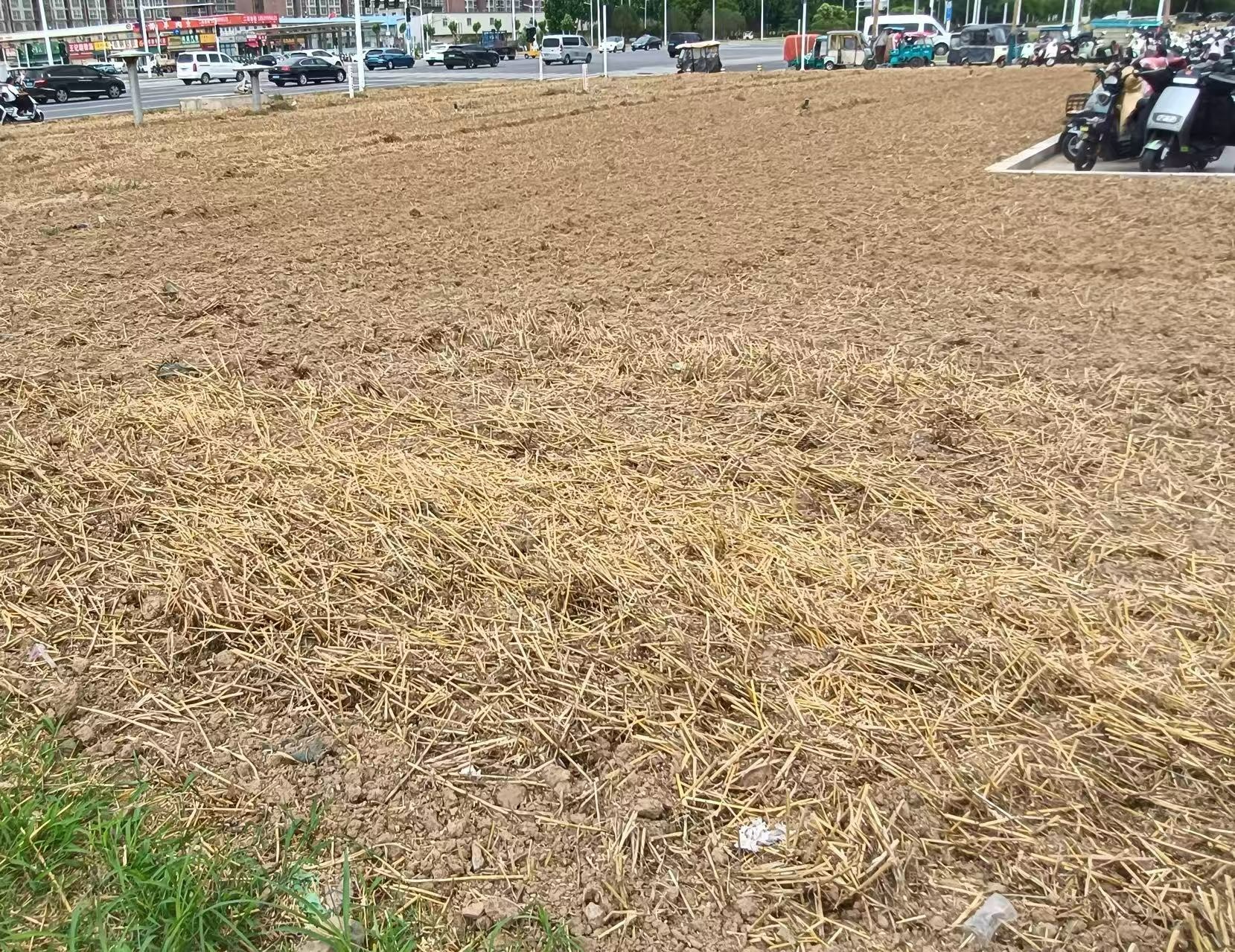 郑州一地铁站外“绿化带”上种麦子，事出反常究竟哪里出了问题？ - 图2