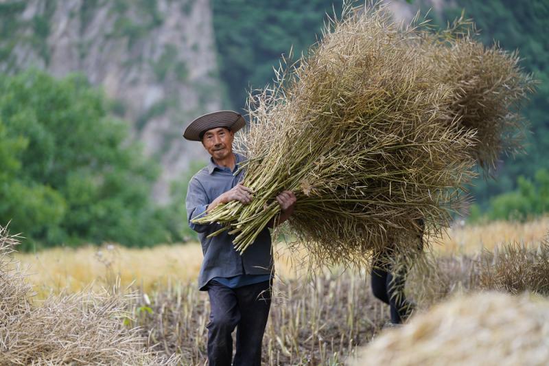甘肃成县：8万余亩油菜迎丰收 - 图1