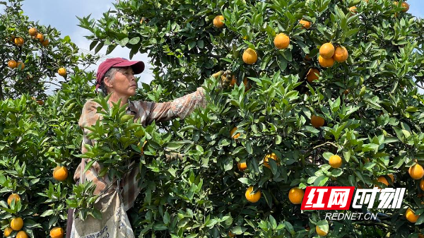 江永：千里情缘一线牵 3万斤夏橙直售南通 - 图4
