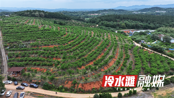 永州冷水滩：早桃成熟飘香 采摘游带热乡村休闲经济 - 图1