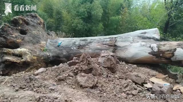 600年古树为省重点工程让路后死亡，村干部：对方称不签字确认“树是冻死的”就不给60万元的“补偿款”；最新通报：已成立联合调查组 - 图2