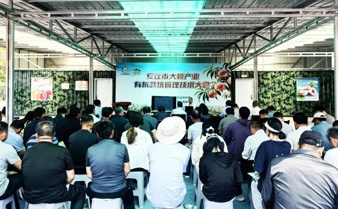 荒山结出“黄金果” 一颗蜜桃富乡里——潍坊安丘石埠子镇大桃产业从“论斤卖”到“论个卖”的蝶变密码 - 图2