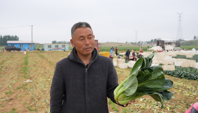 一肥六效，鲁花花生肽肥的化肥替代之路——在田间地头实地探访鲁花花生肽肥六大“超能力” - 图1
