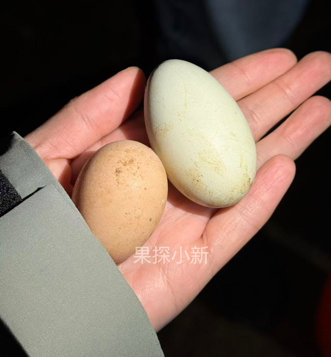 一枚带着泥巴和草渍的鸡蛋，反倒成了我们这最受欢迎的产品 - 图4