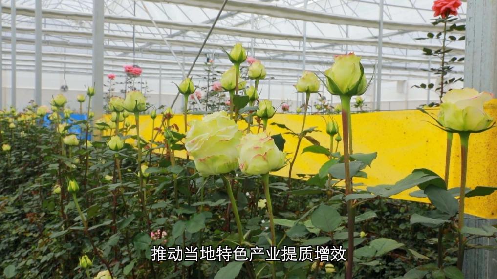 新华视点｜深耕特色富民产业 激活乡村振兴发展新动能 - 图8