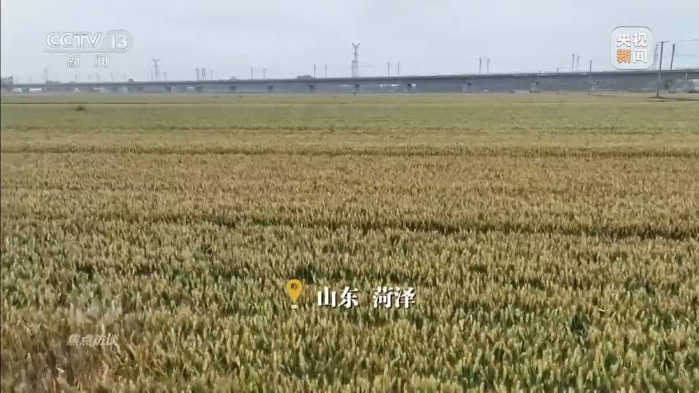 焦点访谈丨战阴雨 抢农时 湖北、河南、山东三大小麦主产区这样保丰收 - 图10