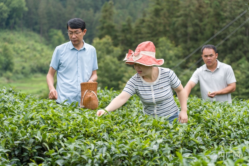 乡村振兴看贵州｜杨梅飘香茶叶鲜 生态采摘促增收 - 图3