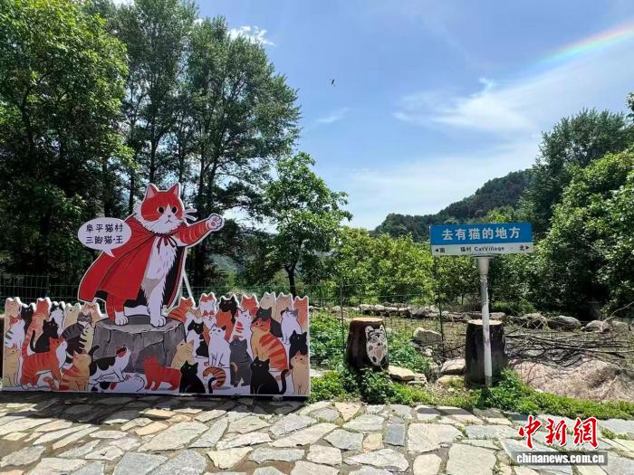 （走进中国乡村）猫咪“村民”唤醒河北空心村 - 图1