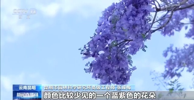 蓝花楹开、行道树挂果、推窗见绿 云南城市绿化氛围感拉满 - 图1