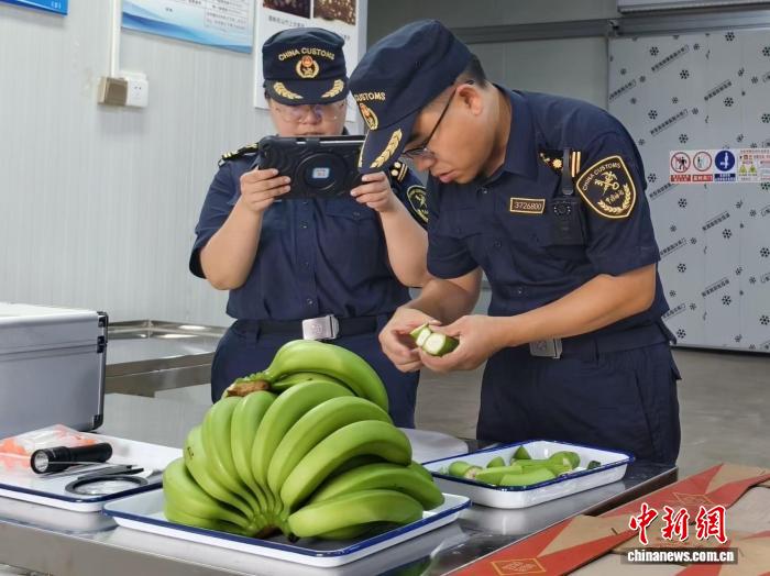 缅甸香蕉首次经清水河口岸进口 中缅果贸再上新 - 图1