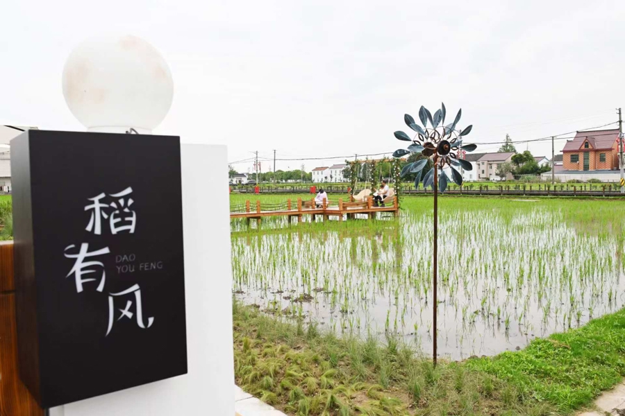 去有风的地方乐活乐业，曹路群乐村探索城乡融合发展新路子｜申观察 - 图2