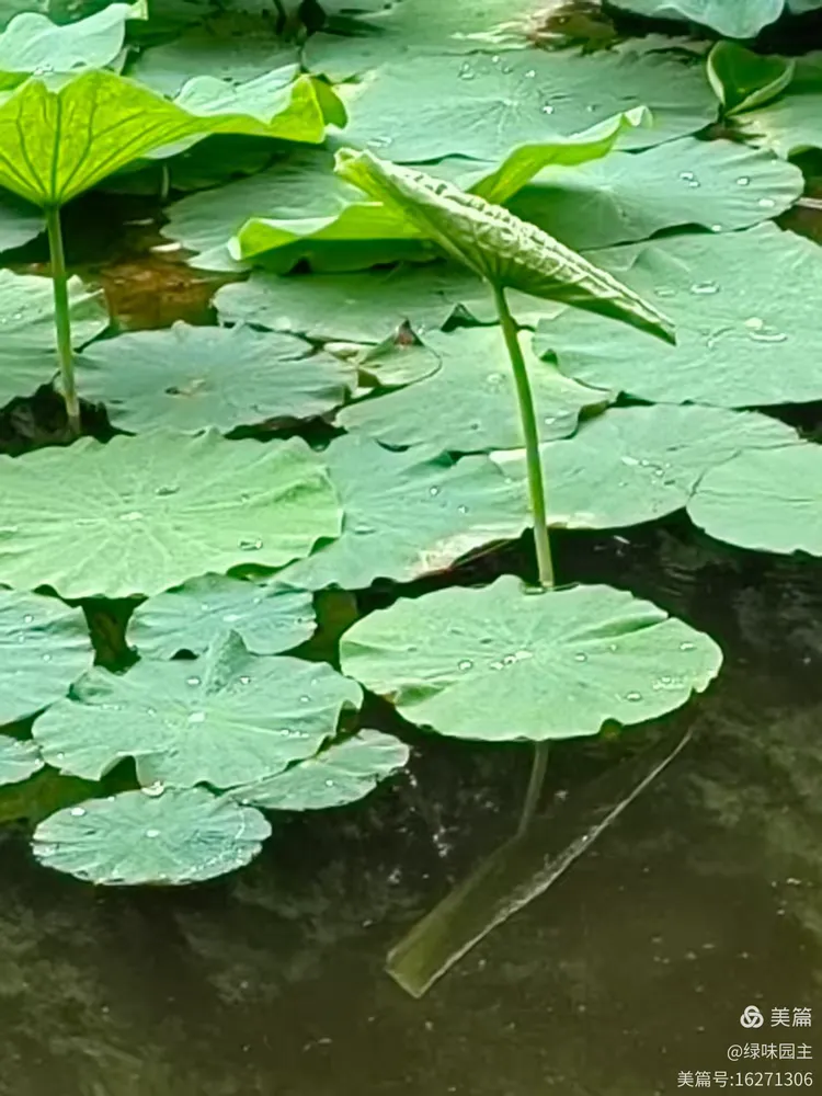 王济生诗歌 济南的六月 - 图9