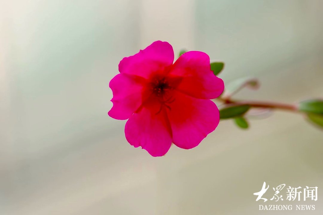 新视界｜太阳花：最喜欢晒太阳的花 - 图9