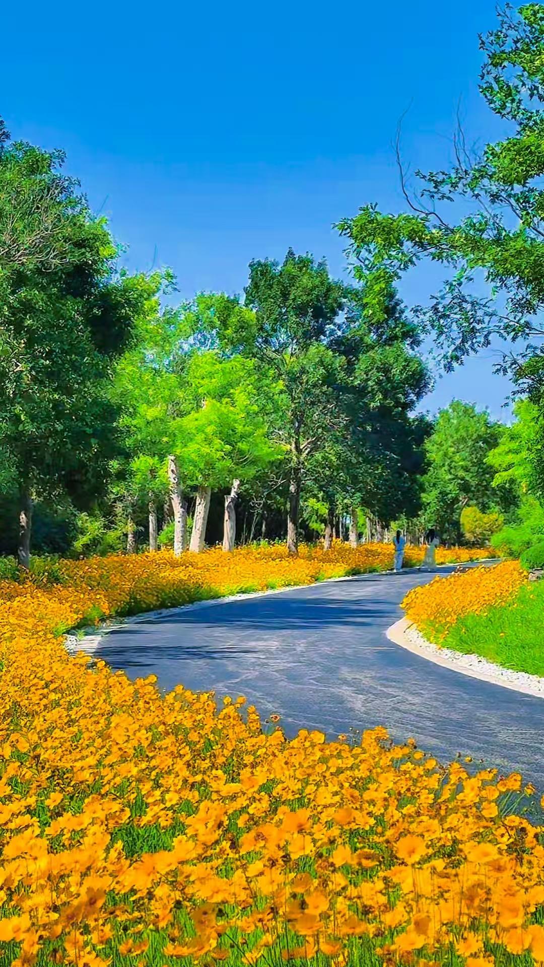 河风漫过辛安河，把一整片橘黄揉进初夏 - 图2