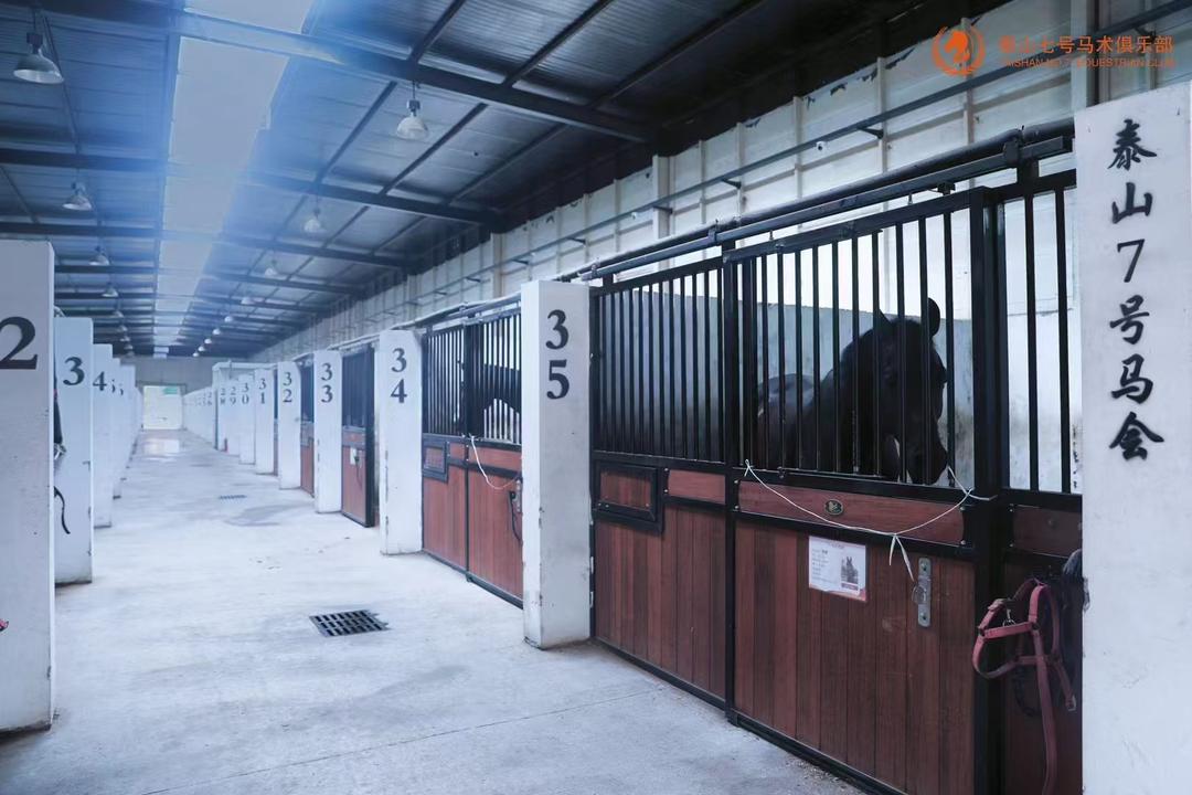 山东省马术队共建项目正式落地 - 图3