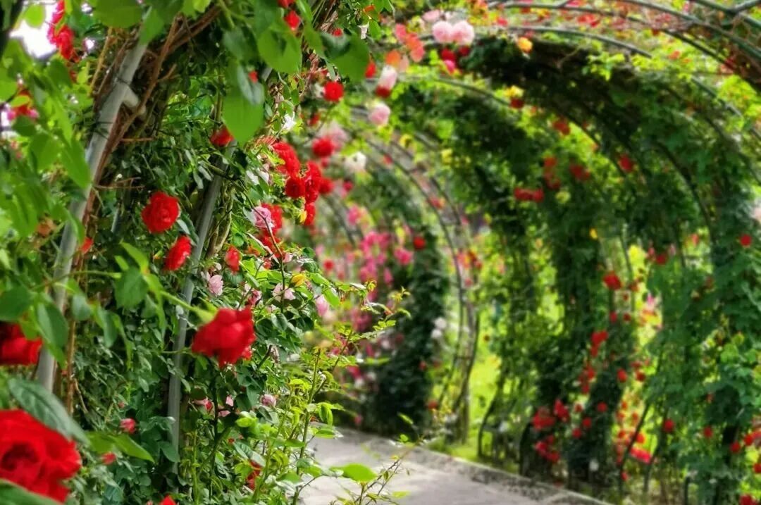 甘肃永靖：黄河岸畔，蔷薇漫染初夏 - 图2