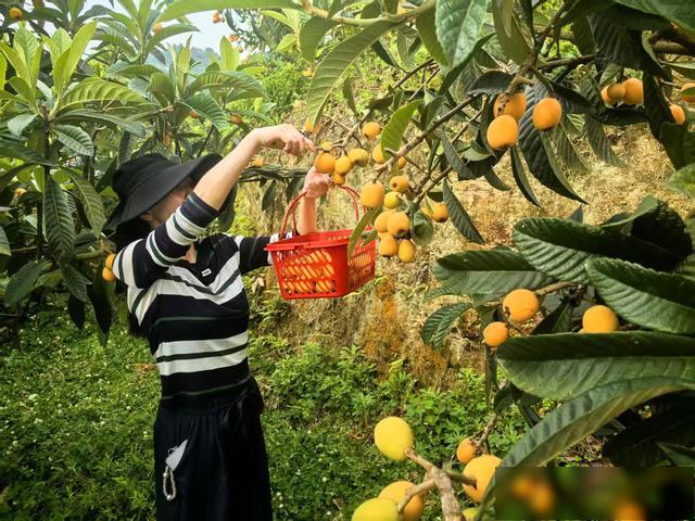 乡村振兴·遵媒助农│新蒲湘江村枇杷熟了，6元/斤现摘超清甜！ - 图4