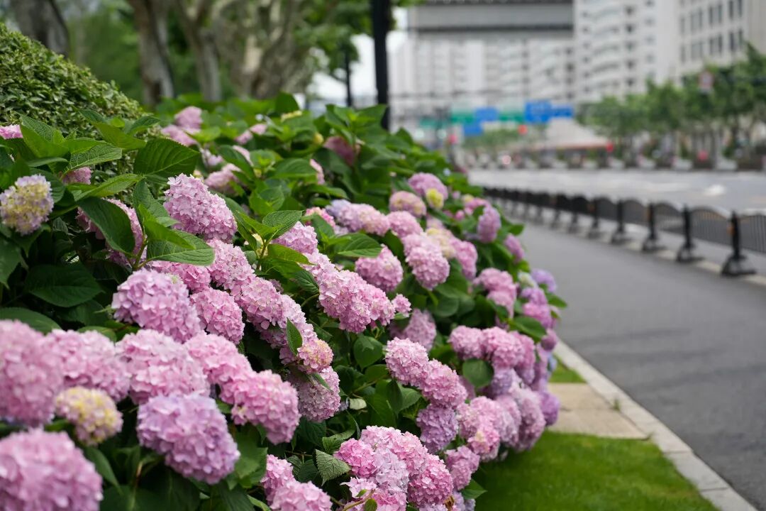 八仙花迎来最佳观赏期！徐汇粉色花海点亮初夏街头 - 图8