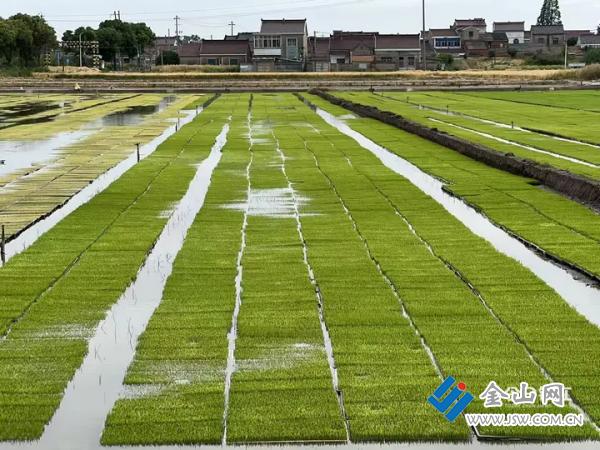 江苏镇江：硬核科技加持育秧渐近智能“新农人”解锁水稻育秧新模式 - 图1