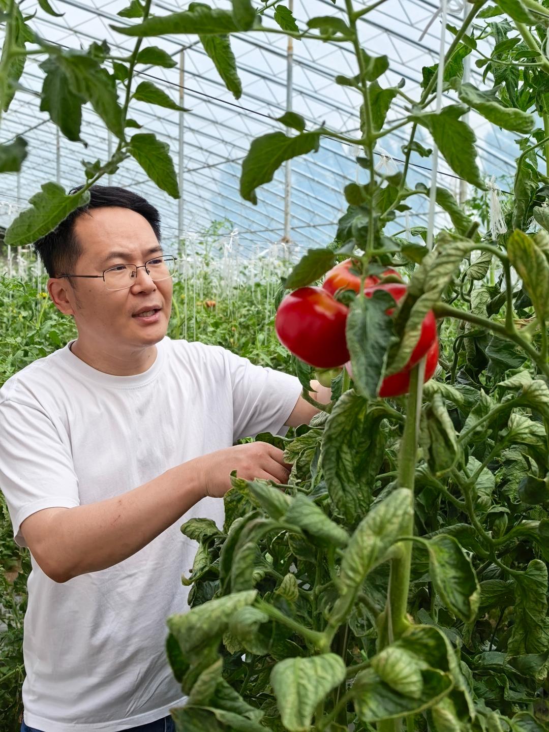 开屏见“好”｜把青春写在泥土里：他辞职回乡种番茄，用小种苗串起致富大产业 - 图3