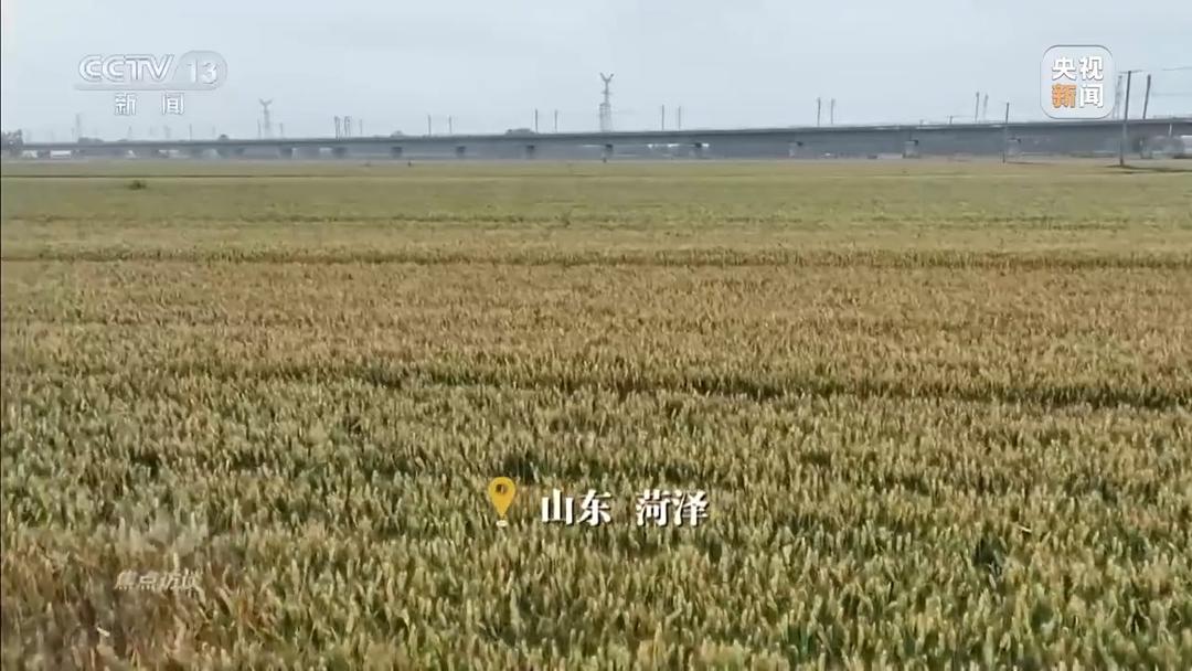 战阴雨 抢农时！湖北、河南、山东三大小麦主产区这样保丰收 - 图10