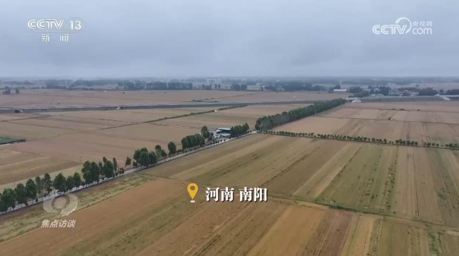 焦点访谈｜三夏时节多地昼夜奋战、抢收抢管 牢牢守住百姓的丰收粮 - 图2