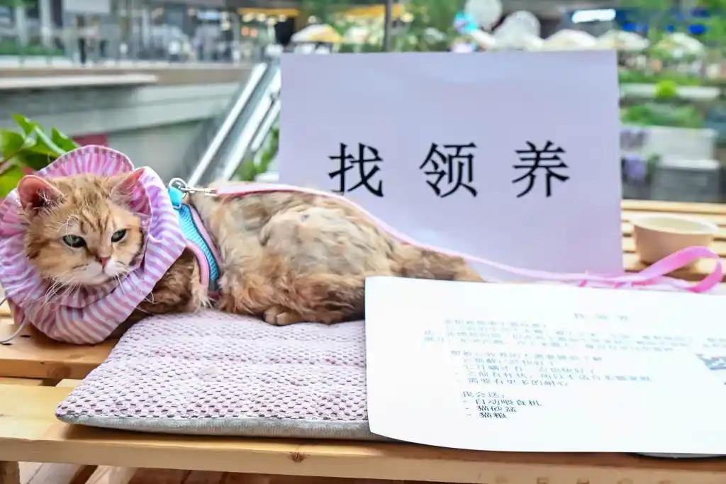 探索人宠友好新场景，第100届上海宠物领养日启幕 - 图5