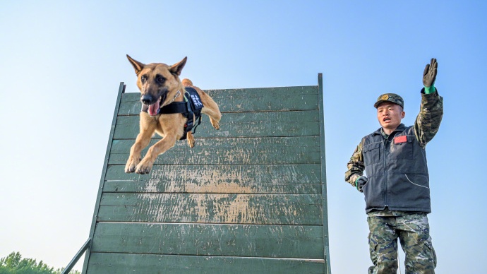 威猛帅气！武警天津总队机动支队开展军犬强化训练 - 图9