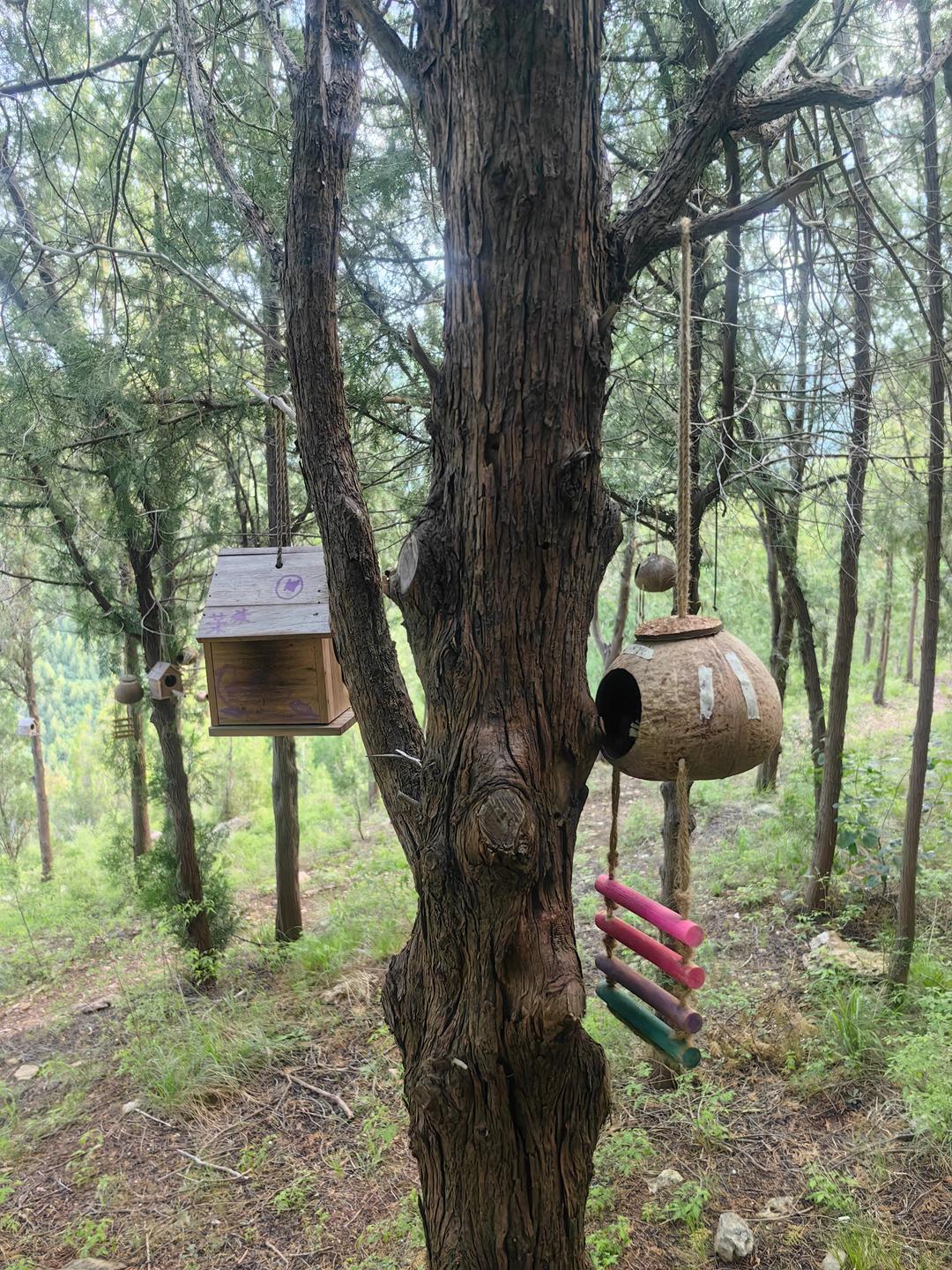 穿行济南南山，一树一巢，山林给鸟儿安了家 - 图3