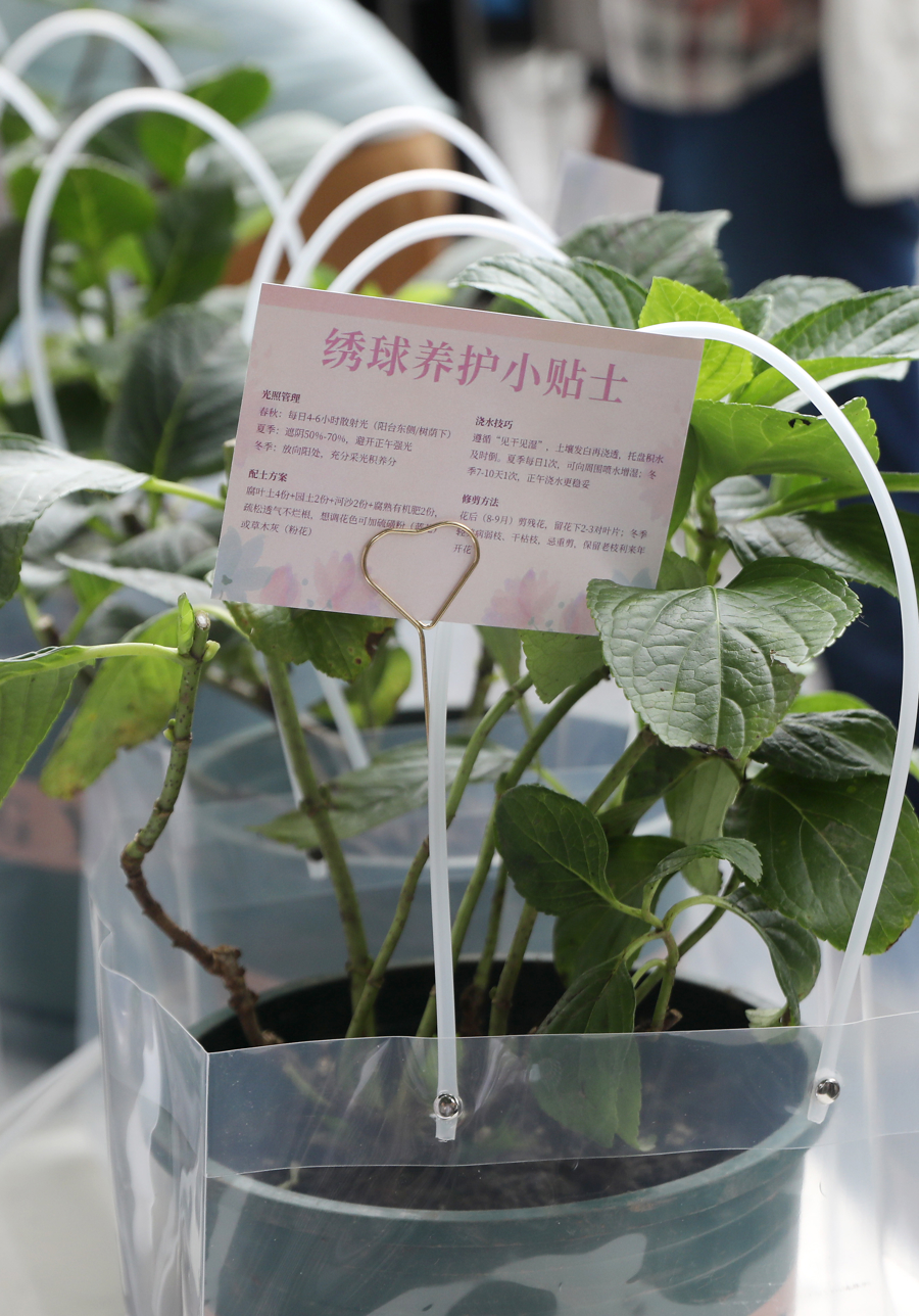 花卉节百盆绣球花免费领！就在中山公园，手慢无！ - 图5