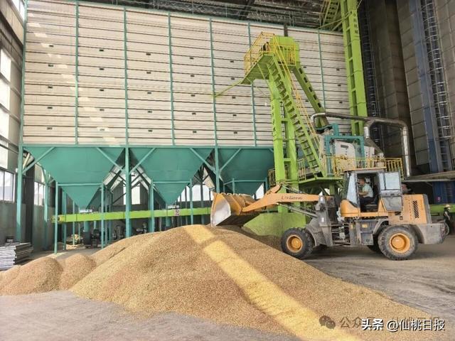 应收尽收！仙桃99%以上夏粮夏油颗粒归仓 - 图2