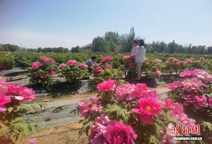 甘肃临夏：高原鲜花的差异化突围 - 图2
