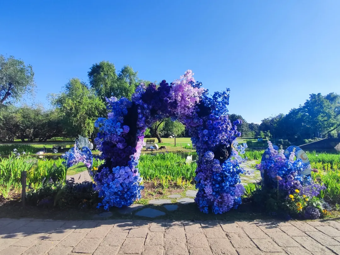 免费参观！花中“彩虹女神”已盛开，5000平绝美花海等你打卡 - 图4