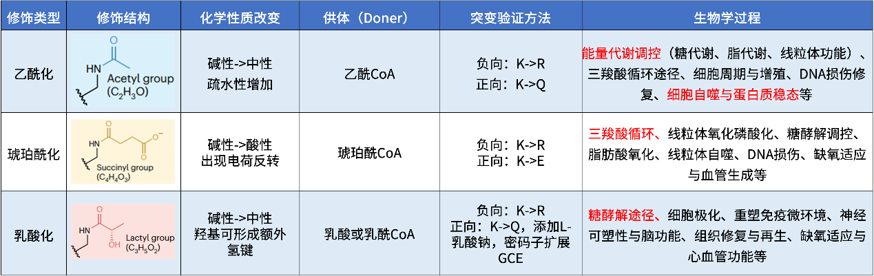 中科新生命与杭州微米生物共建联合实验室并发布泛酰化新品 - 图3