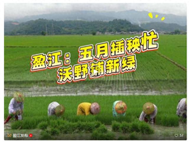 盈江：五月插秧忙沃野铺新绿 - 图1