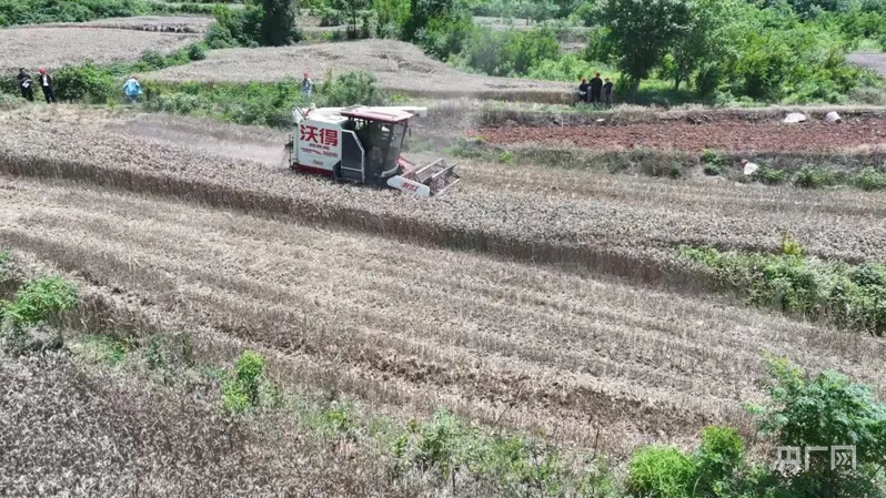 宿州埇桥区：240余万亩小麦开镰收割 - 图1