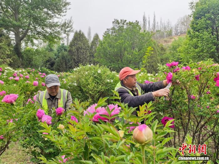 兰州新区：两千亩寒旱牡丹迎采摘 - 图5